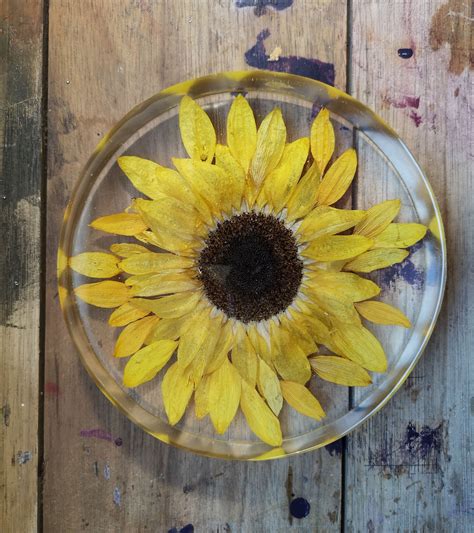 sunflower in resin